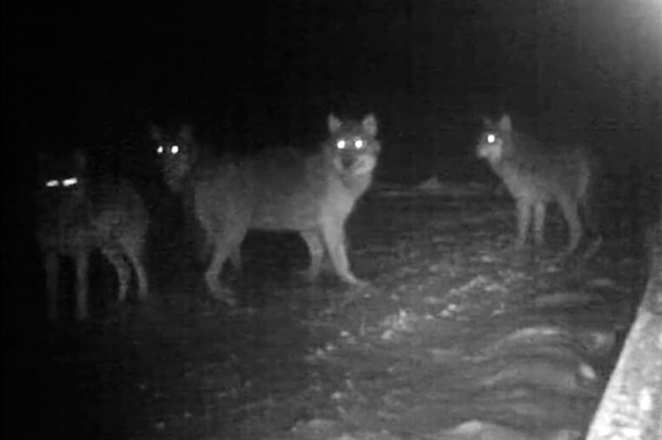 Fyra av fem vargar i en vargflock i Pörtom fotograferade av en åtelkamera i januari. De allt fler oskygga vargarna har lett till krav på vargjakt, både från kommunalt håll och en bondeorganisation.