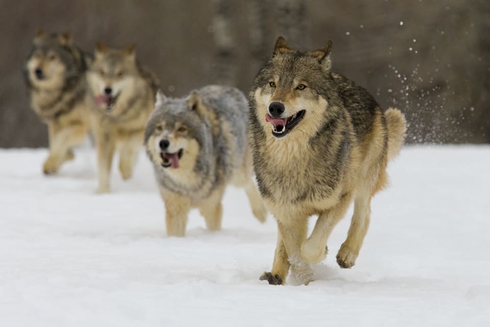 Är det 14 vargar som lämnat lika många spårlöpor utanför Järvsö är det en rekordstor flock. DNA-prover har hämtats från platsen för att få flockens storlek bekräftad. (Arkivbild)