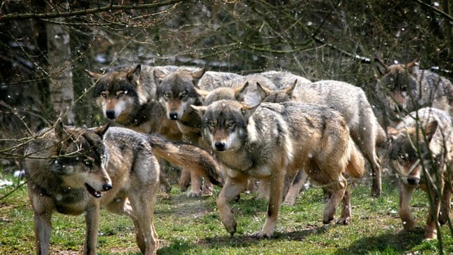 Vargjakten i EU-landet Slovakien förbjuds efter en intensiv WWF-kampanj.