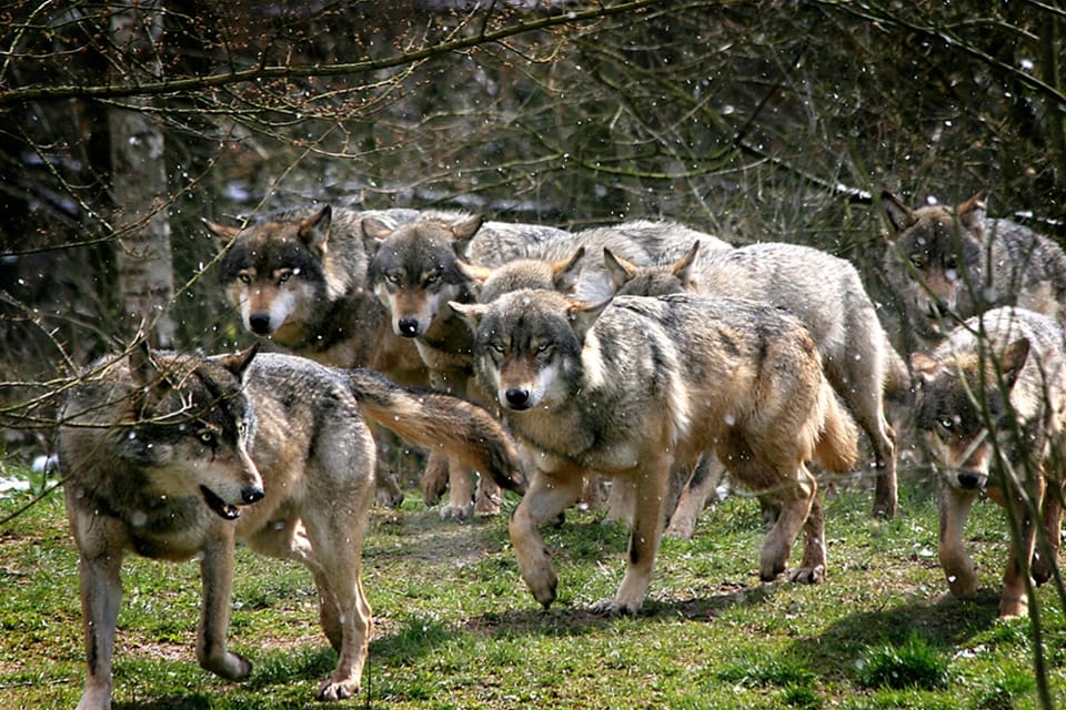 Vargjakten i EU-landet Slovakien förbjuds efter en intensiv WWF-kampanj.