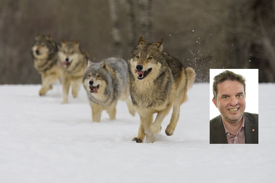 Riksdagsledamoten Mikael Dahlqvist (S) lovar att lyfta frågan om ökad vargjakt efter ett möte med s-märkta kommunalråd och länsstyrelsen i Värmland.