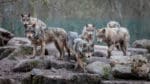 En polsk borgmästare vill söva vargar som tar boskap och skänka vargarna till olika djurparker i Europa.