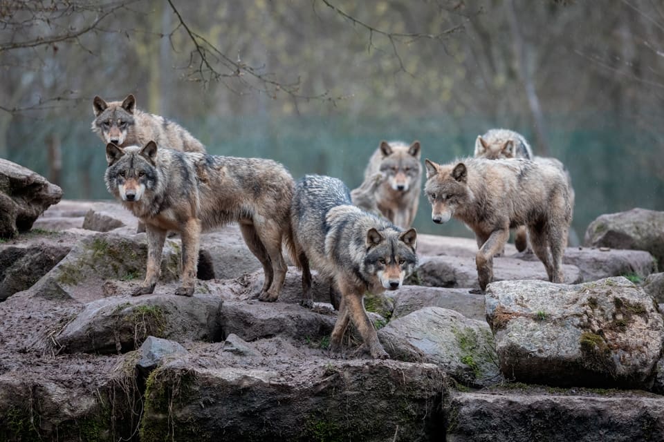 En polsk borgmästare vill söva vargar som tar boskap och skänka vargarna till olika djurparker i Europa.