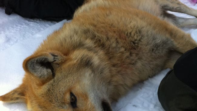 Välmående tik. Påfallande gul är hon, vargtiken som på måndagen flyttades till Örebro och Kilsbergen. Bilden är tagen vid sövningen, innan hon fick bilskjuts till Mellansverige och Örebro.