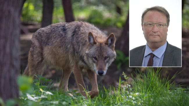 Riksdagsledamot Lars Beckman (M) tycker att det är otillfredsställande att riksdagens mål för var i landet det ska finnas varg inte följs.