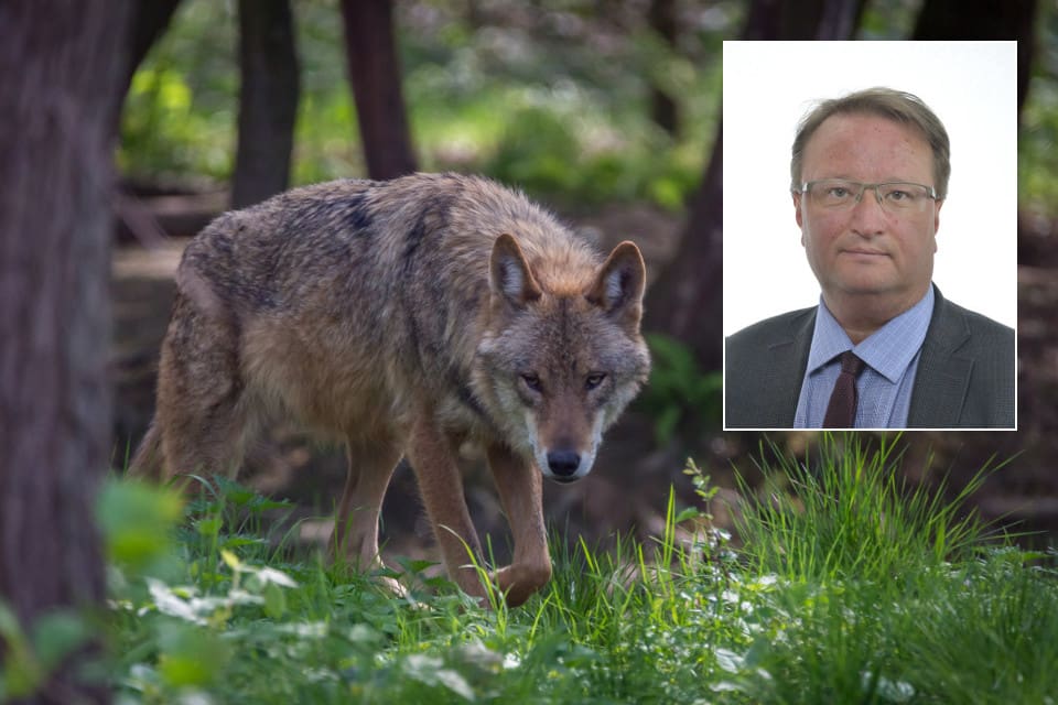 Riksdagsledamot Lars Beckman (M) tycker att det är otillfredsställande att riksdagens mål för var i landet det ska finnas varg inte följs.