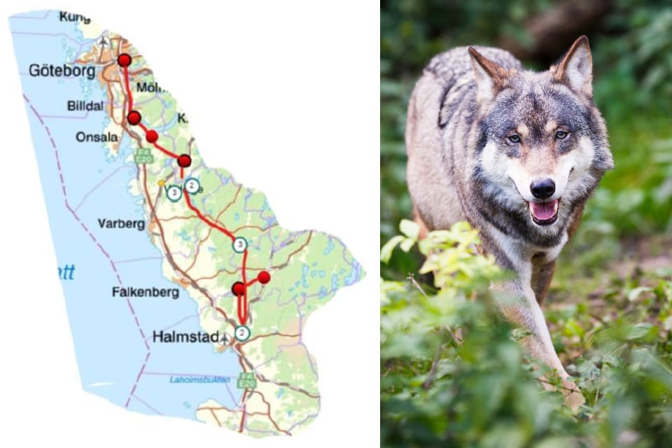 Enskilda vargobservationer är markerade med röda punkter. De med svart ring runt har länsstyrelsen kunnat kvalitetssäkra. Vit markering med siffra visar att fler än en observation har gjorts. Den röda linjen visar varghanens förmodade rörelsemönster i Halland.