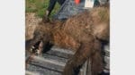 DNA-prover ska avgöra om det är en varghybrid som sköts när den attackerade boskap i USA-delstaten Montana. Tiken är ett hunddjur. Det är allt viltvårdsmyndigheten hittills fått fram.