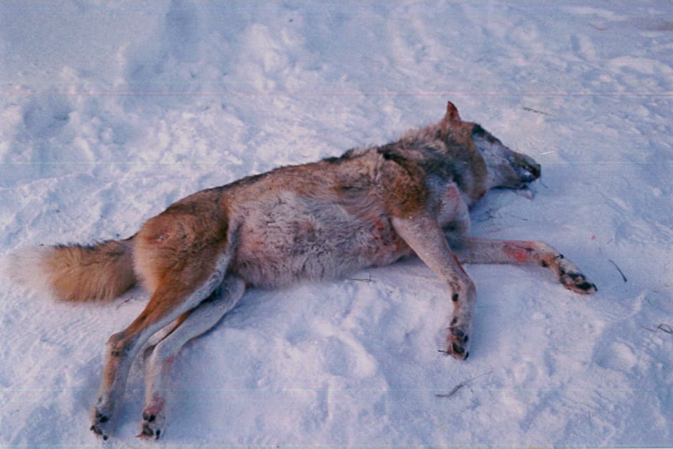 Fälld hybridvarg i Finland. Både i Sverige och Finland misstänks flera personer för avel och import med varghybrider. Hur stort inslag av hundgener vilda vargar i Sverige egentligen ska få ha kan inte Naturvårdsverket svara på och det hänvisas till en kommande undersökning.