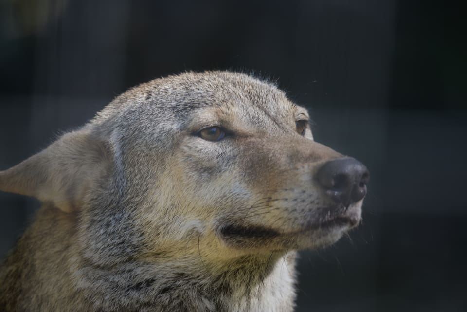 En vargtik som lever på övningsfältet har fått valpar med sin egen son, vilken i sin tur är avkomma sedan tiken parade sig med en hund. (arkivbild)