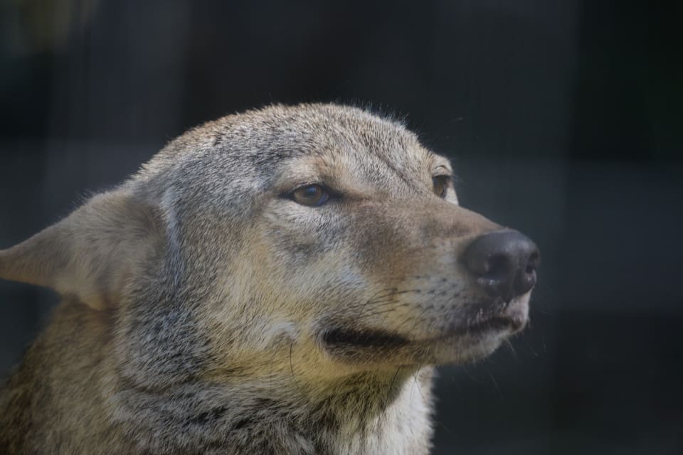 Den infångade varghybriden kommer inte att släppas ut i naturen igen. (arkivbild)