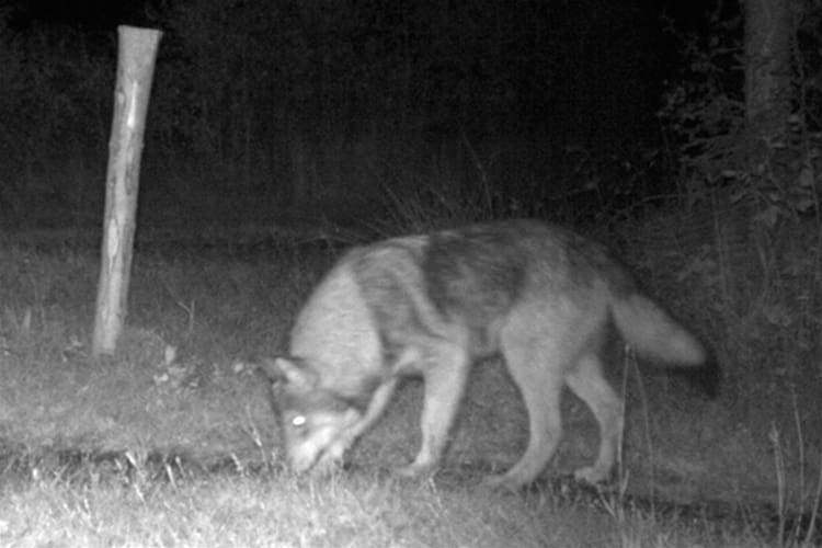 På bilden: en normalfärgad hybridvalp, fotograferad innan den vuxit till sig.