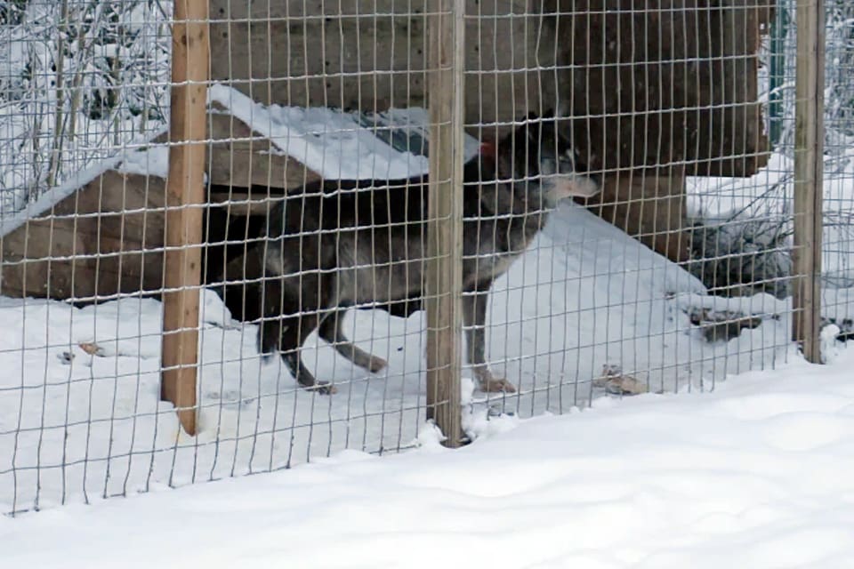 Flera varghybrider hittades på gården norr om Helsingfors. Fyra vargar ska tagits från Ryssland för att föda upp varghybrider. Fyra misstänkta i hybridhärvan har åtalats.
