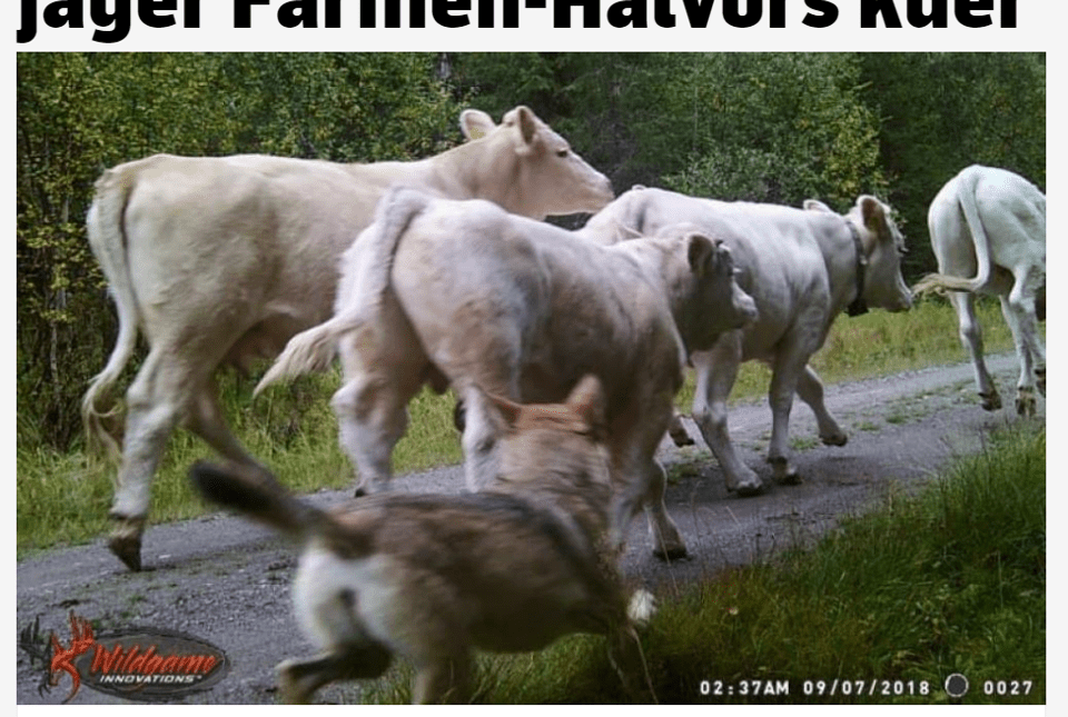 Den ovanliga bilden som viltkameran tog föreställer en varg som jagar kor.
