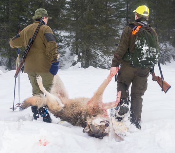 Klart för licensjakt på varg i vinter? Naturvårdsverket har i alla fall lagt upp ett schema för hur beslutsrätten om vargjakten ska läggas på länsstyrelsenivå.