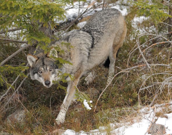 Det krävs minst ett års inventeringsresultat till för att det ska gå att tror på att vargstammen har en verklig nedgång, säger vargforskaren Olof Liberg om den lilla vargjakten i vinter.
