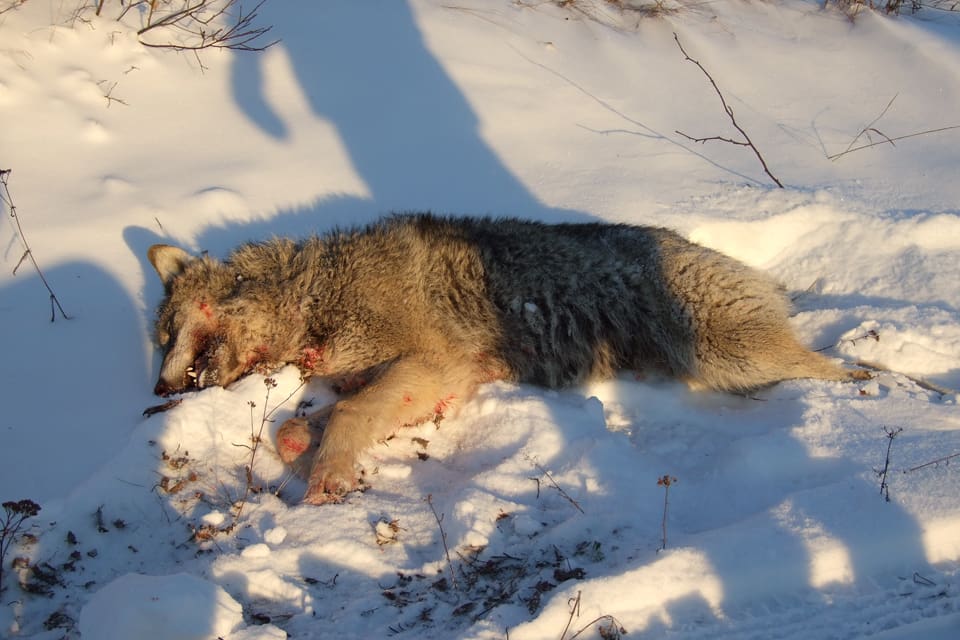 En rapport från vargforskarna i Skandulv ger Naturvårdsverket ammunition både för att det var rätt att stoppa licensjakten på varg i Sverige och att framtida beslut om vargjakt bör samordnas med Norge.