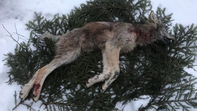 Att det hittades cirka 365 vargar i Sverige i vintras öppnar för att det kan bli licensjakt på varg igen efter två år med slopad vargjakt.