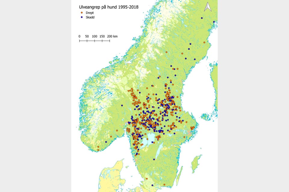 Vargangreppen på hundar i Norge och Sverige under de senaste 24 åren har i de flesta fall skett i det svenska ”vargbältet”. Blå prickar står för skadade hundar och röda för dödade hundar.