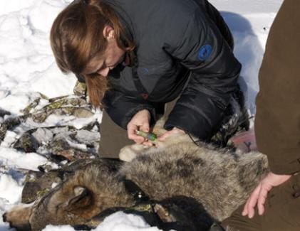 Märkning av sövd varg. När regeringen och Naturvårdsverket nu tagit över det som en gång planerades i Projekt varg kan de inte längre att hävda att vargen är en naturlig del av den svenska faunan, påkekar Jakt & Jägares Mikel Moilanen i en krönika.