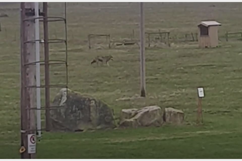 Vargen filmades när den sprang vid radiotornen i världsarvet Grimeton utanför Varberg i Halland. Sedan blev den påkörd och avlivad.