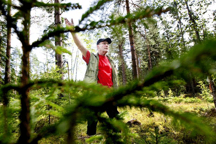 Hans Sjöberg visar var han mötte tre vargar, strax väster om Hofors. Han blev vittne till hur älgen sparkade till en av vargarna så den blev liggande, svårt skadad.