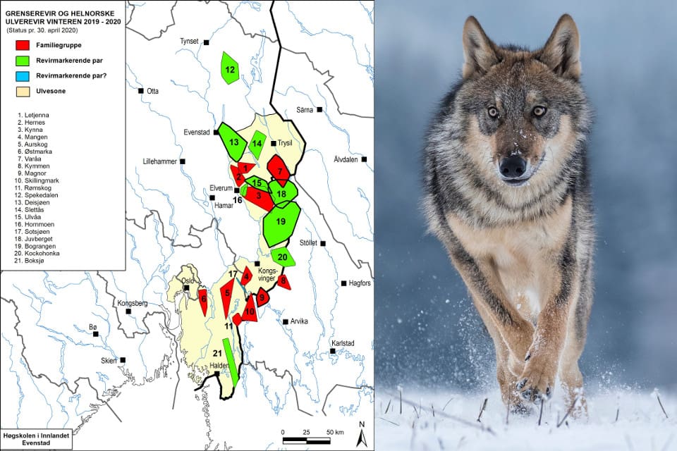 Alla vinterns vargrevir i Norge fanns helt eller delvis inom vargzonen i den sydöstra delen av landet.