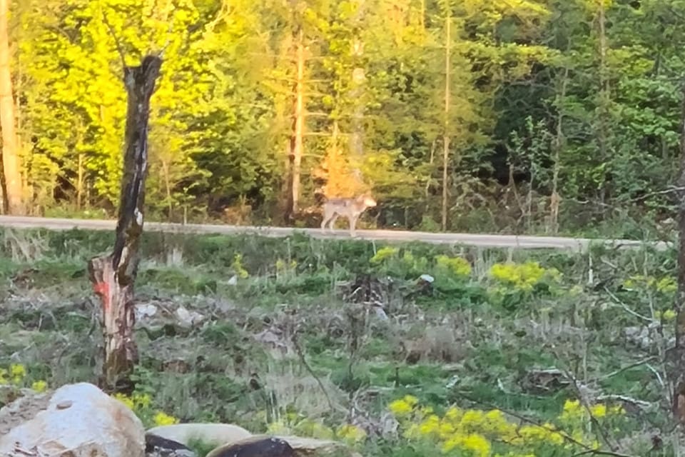 Eva Hansson lyckades fotografera vargen som förföljde hennes granne i skogen utanför Hörby i Skåne.