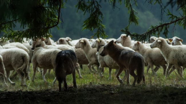 Nu får tyska lantbrukare fortsätta att skjuta vargar tills angreppen på boskap upphör i ett område.