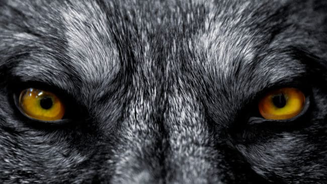 Länsstyrelsen i Dalarna avslår skyddsjakt på varg i Norrsjöreviret eftersom vargarna ses som ”genomsnittligt skadebenägna”. Två angripna jakthundar och en dödad ko räcker inte.