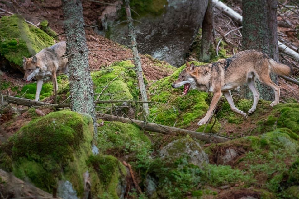 Frågan är om vargparet utanför Finspång i Östergötland har fått valpar i år. Spårning, DNA-prover och tio viltkameror ska ge svar på om södra Sverige fått den första vargkullen i modern tid. (Arkivbild)