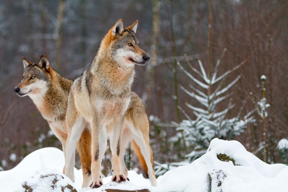 Jönköpings län har fått det första vargreviret, som delas med Västra Götaland. Det är ett par från Tiveden, som därmed ses som genetiskt värdefullt. (Arkivbild)