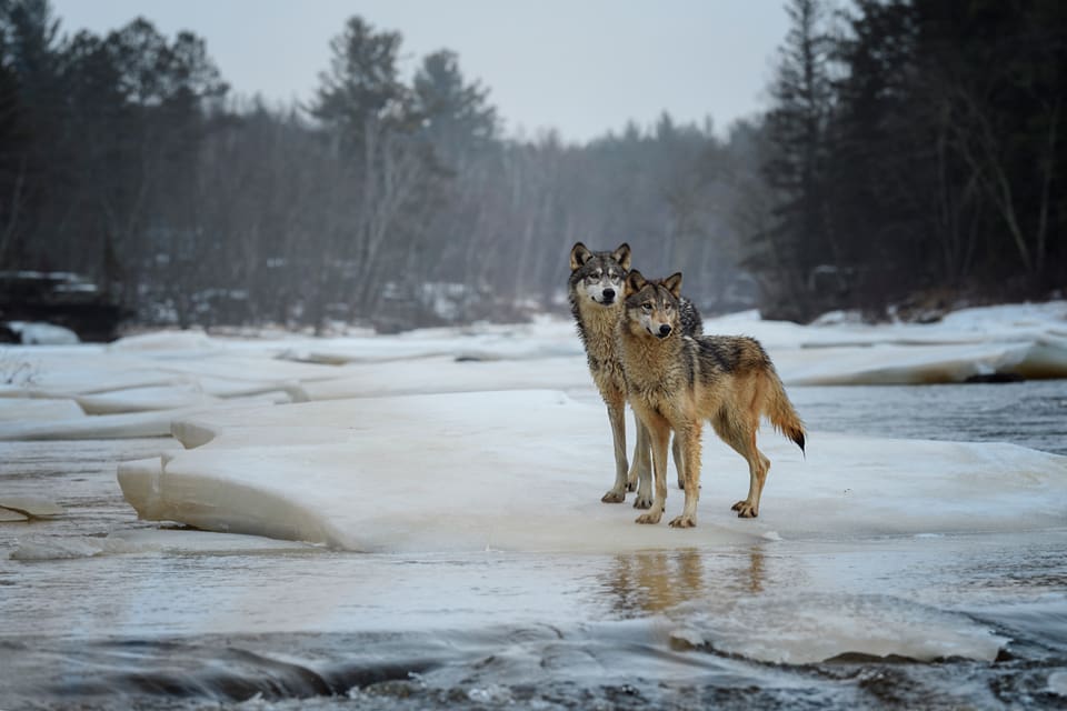Om det finns varghybrider med hundkorsningar och varifrån de första vargarna egentligen kom är frågor som ska besvaras när hela det genetiska materialet för vargstammen skärskådas i en ny norsk undersökning.