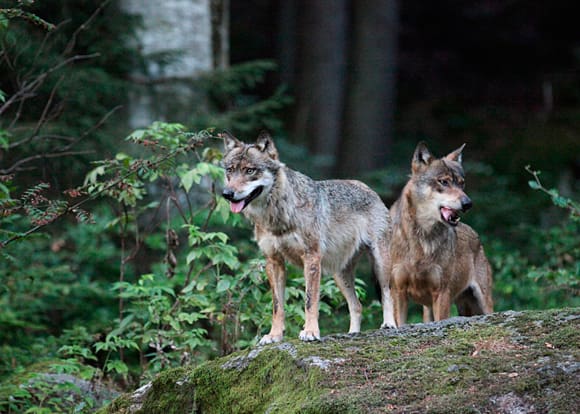 JRF vill att privatpersoners foton eller filmer på vargpar eller vargvalpar ska godkännas som bevis för revir eller föryngring.(Arkivbild)