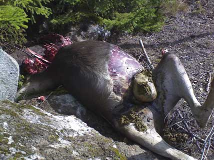 Vargriven älg utanför Hofors i Gävleborgs län. Allt fler jägare skaffar nätverk med egna vargtelefoner för att slå larm om att det finns spår av varg i olika områden.
