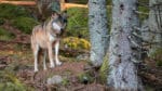 En varg sköts när den tog sig ut från hägnet inom en tysk djurpark i norra Hessen. Den andra vargen lyckades ta sig ut från parkområdet. Rymningen hemlighölls i två dagar av djurparkens ledning.