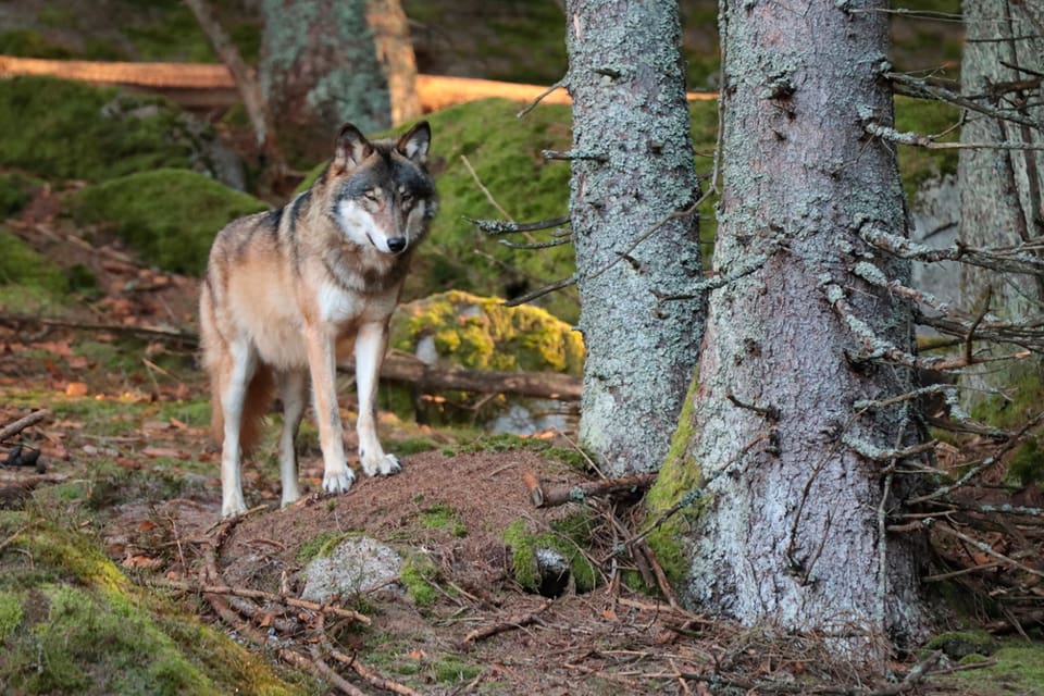 En varg sköts när den tog sig ut från hägnet inom en tysk djurpark i norra Hessen. Den andra vargen lyckades ta sig ut från parkområdet. Rymningen hemlighölls i två dagar av djurparkens ledning.
