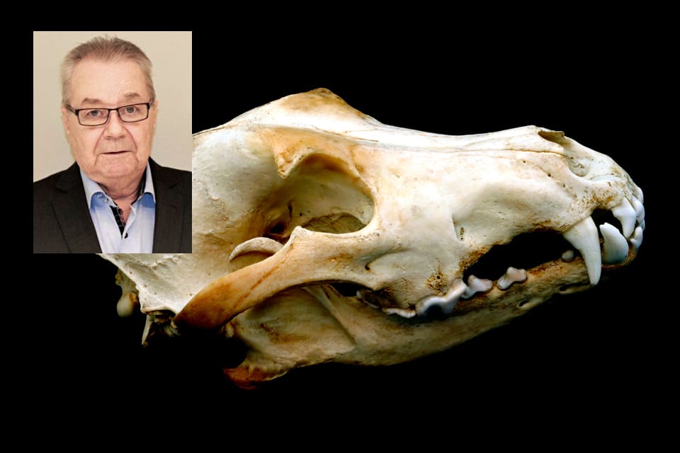 Advokat Morten Kjensli konstaterar att vargskallen, som skulle kunnat ha visat att den skjutna Trysilvargen var uppfödd i fångenskap, har kastats.