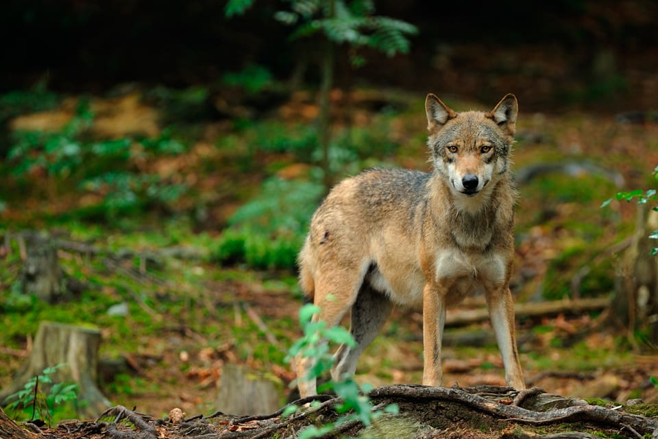 På måndagseftermiddagen bekräftades en tredje vargattack mot får på tre dagar i samma område i norra Skåne. LRF ansökte samma dag hos länsstyrelsen om skyddsjakt på varg. (Arkivbild)