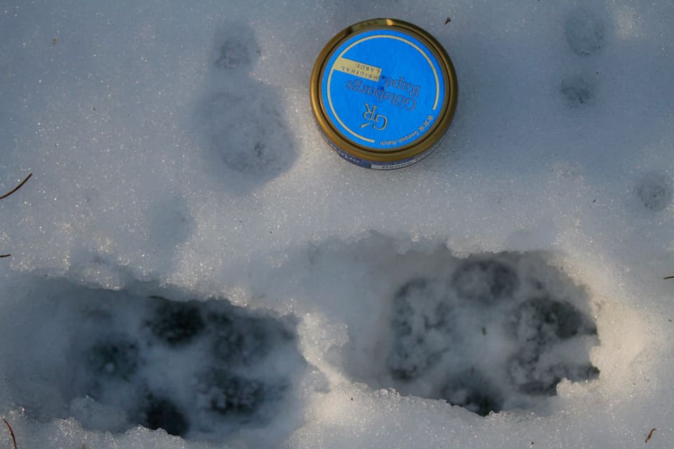 Drevertiken utanför Molkom hittades död av ägaren och jaktprovsdomaren efter en vargattack, som ännu inte bekräftats av länsstyrelsens besiktningsman. Det fanns vargspår i snön på platsen. (Arkivbild)