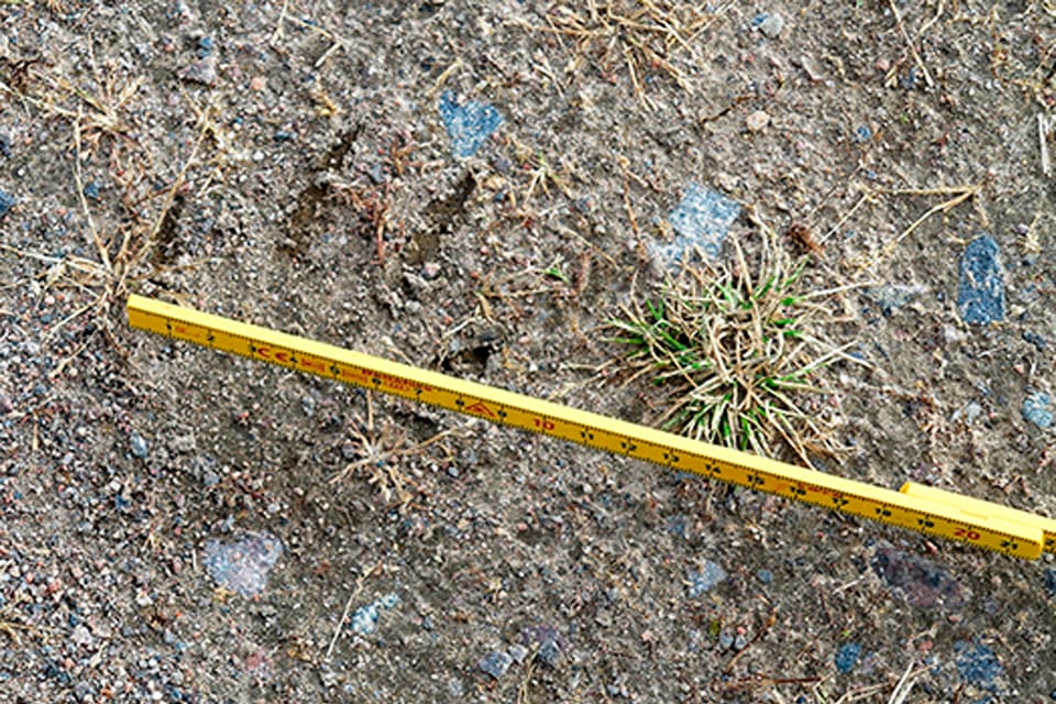 Spår från vargen i Arvidsjaur. Länsstyrelsen i Norrbotten hoppas att ungvargen som tagit en ren vandrar ned till vargbältet i söder. Det är nämligen en invandrare från öst som kan förnya vargstammen genetiskt och få vargpolitiken att fungera.