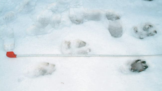 Tre vargar återstår på licenskvoten för Stora Bör i Värmland sedan två vargar fällts idag. I ett fall var det ett eftersök på en påskjuten stor hanne, som kunde avlivas efter drygt en timme. (Arkivbild)
