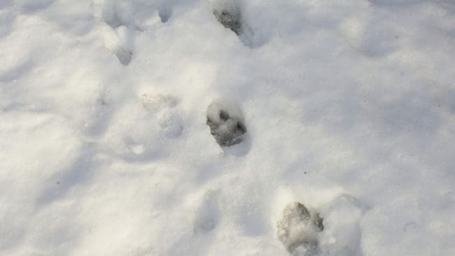 Vargarna blir allt fler i Södermanland. I går kunde spår efter varg bekräftas i Runtuna. (arkivbild)