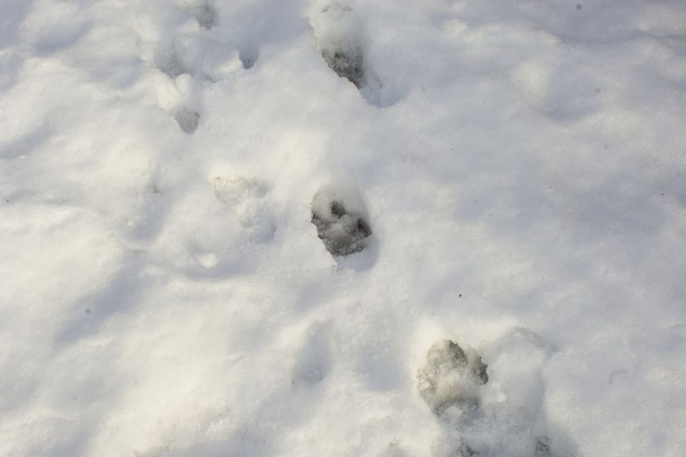 Vargarna blir allt fler i Södermanland. I går kunde spår efter varg bekräftas i Runtuna. (arkivbild)