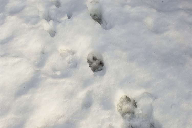 Spårning på snö och dna-analyser från urin och spillning är metoder som används för att storleksbedöma den skandinaviska vargstammen.