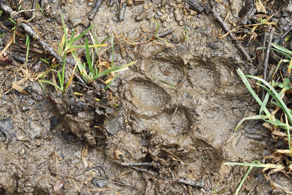 Sp&aring;r efter en vargtik uppges ha p&aring;tr&auml;ffats i Danmark. Uppgiften ifr&aring;gas&auml;tts dock av svenska experter som Jakt & J&auml;gare talat med.