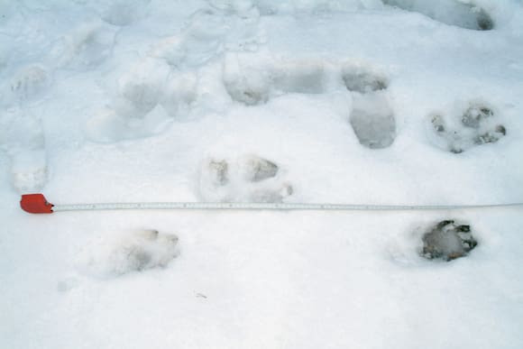 Stora vargflockar rör sig på flera platser i Gävleborg. (Arkivbild)