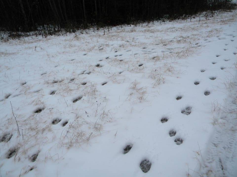 Vargarna i Ryssjöreviret har slagit till för andra gången och dödat en älghund som varit ute på jakt i området. (Arkivbild på vargspår.)