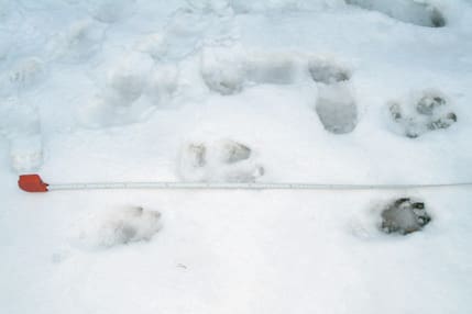 Vargspår. Spårsnö var avgörande för att varghanen i Voxnareviret kunde ringas in och fällas. Men invånarna i Voxnabruk befarar att de kommer att få vargbesök även i fortsättningen.