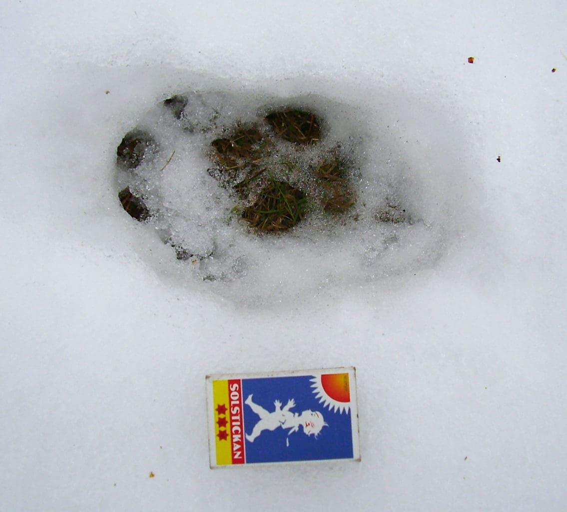 Det som troligtvis är en varg har lämnat ovanligt tydliga spår i snön, nära boningshus i Muskus.